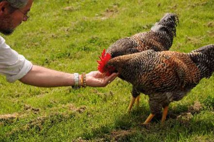 aug 09 roosters saved